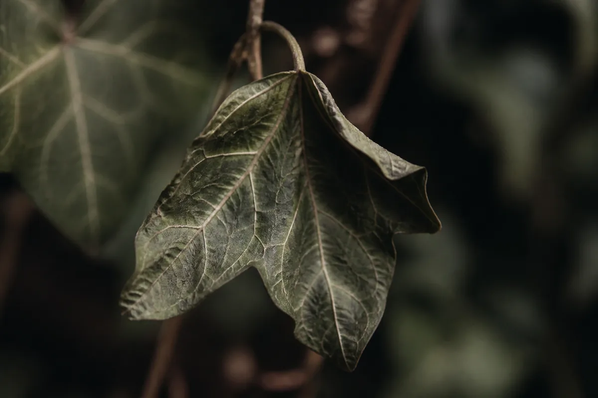 Close-up of Wilting on English Ivy - diagnostic detail