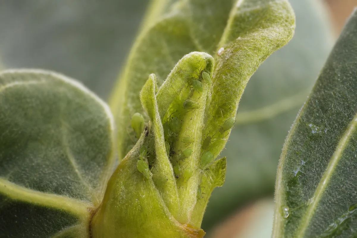 Close-up of aphids on Ficus Audrey - soft green insects clustered on unfolding velvety crown leaf