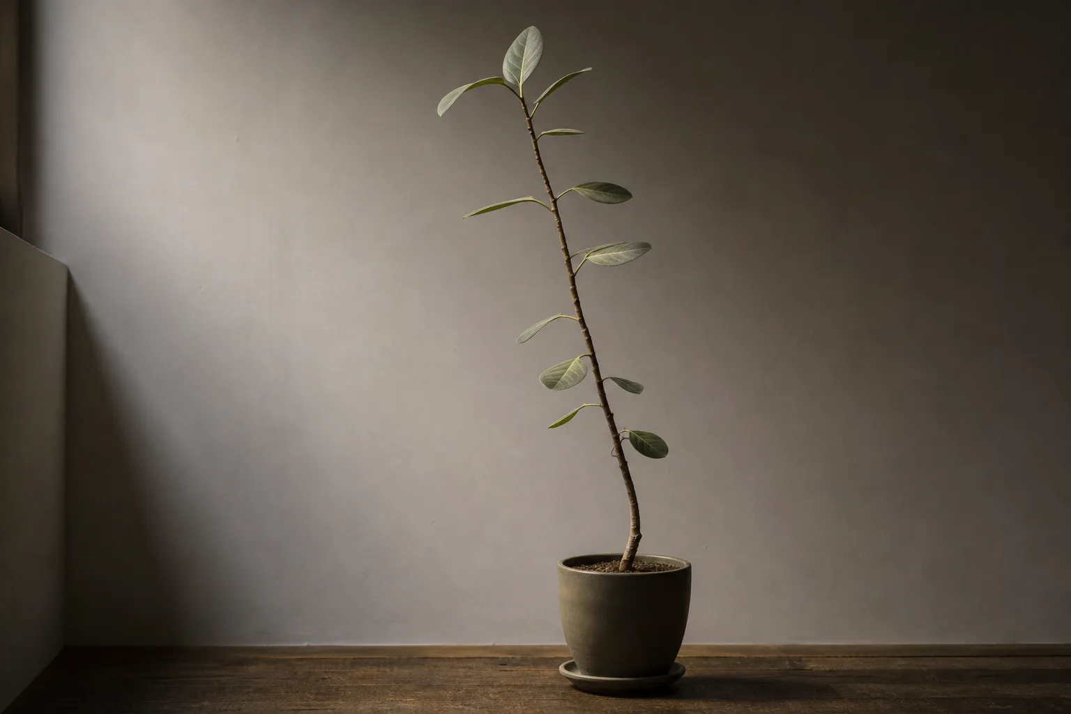 Leggy Growth on Ficus Audrey - visible symptom on the plant