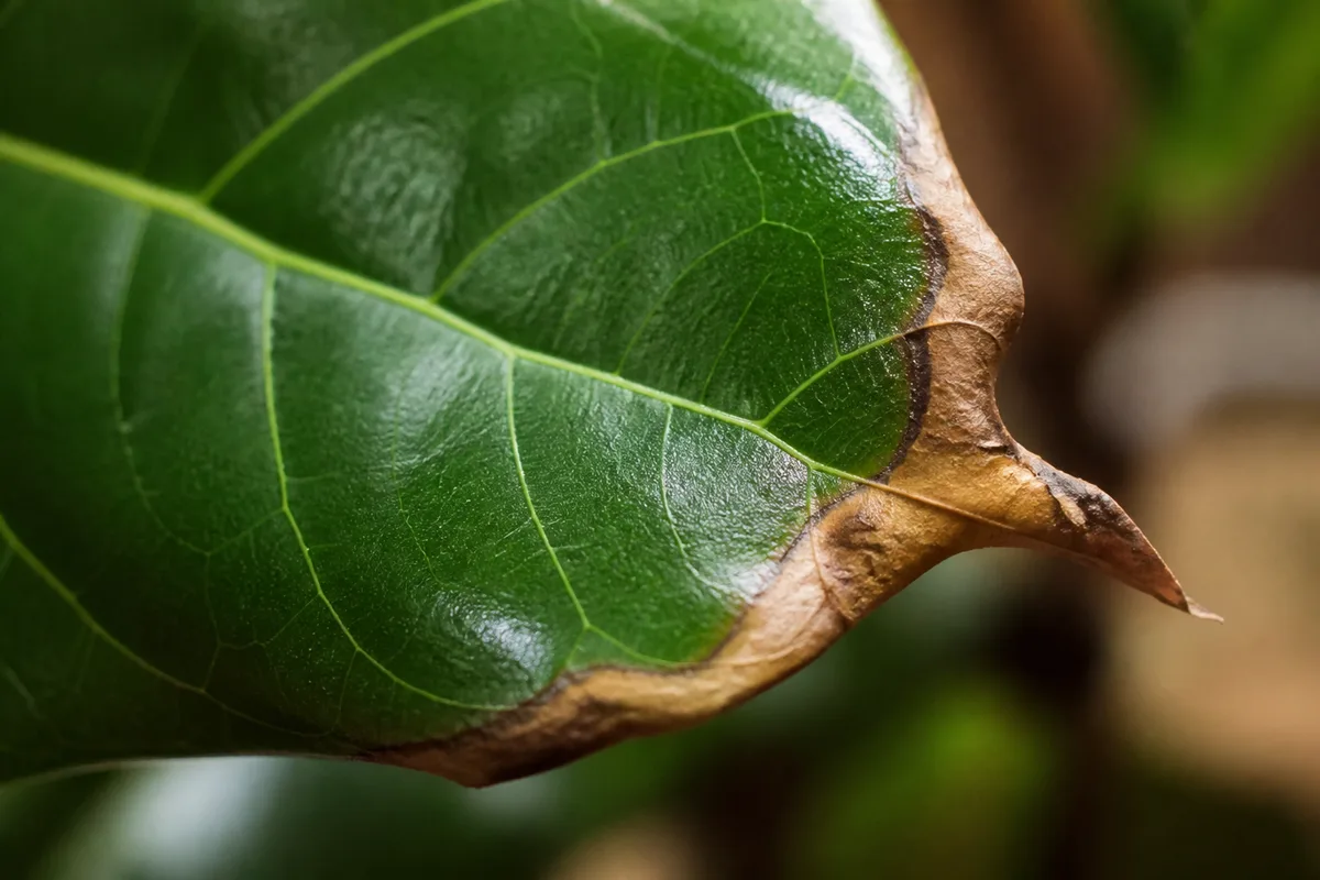 Close-up of Low Humidity on Ficus Audrey - diagnostic detail