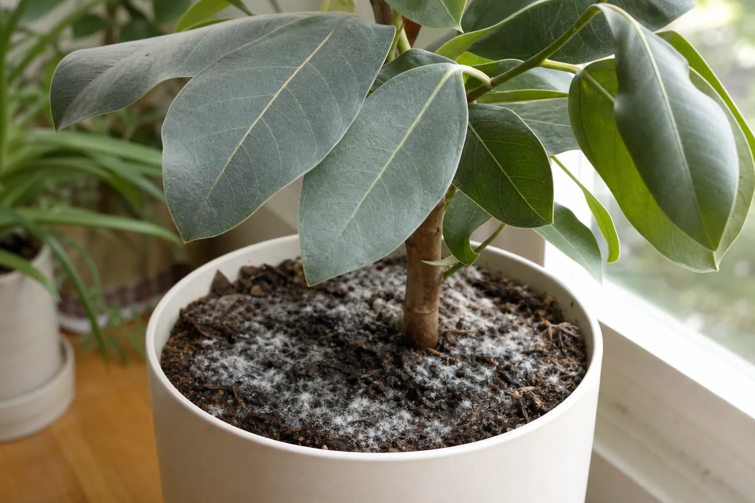 Mold on Soil on Ficus Audrey - visible symptom on the plant