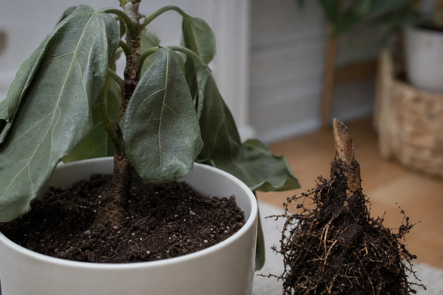 Root Rot on Ficus Audrey - visible symptom on the plant