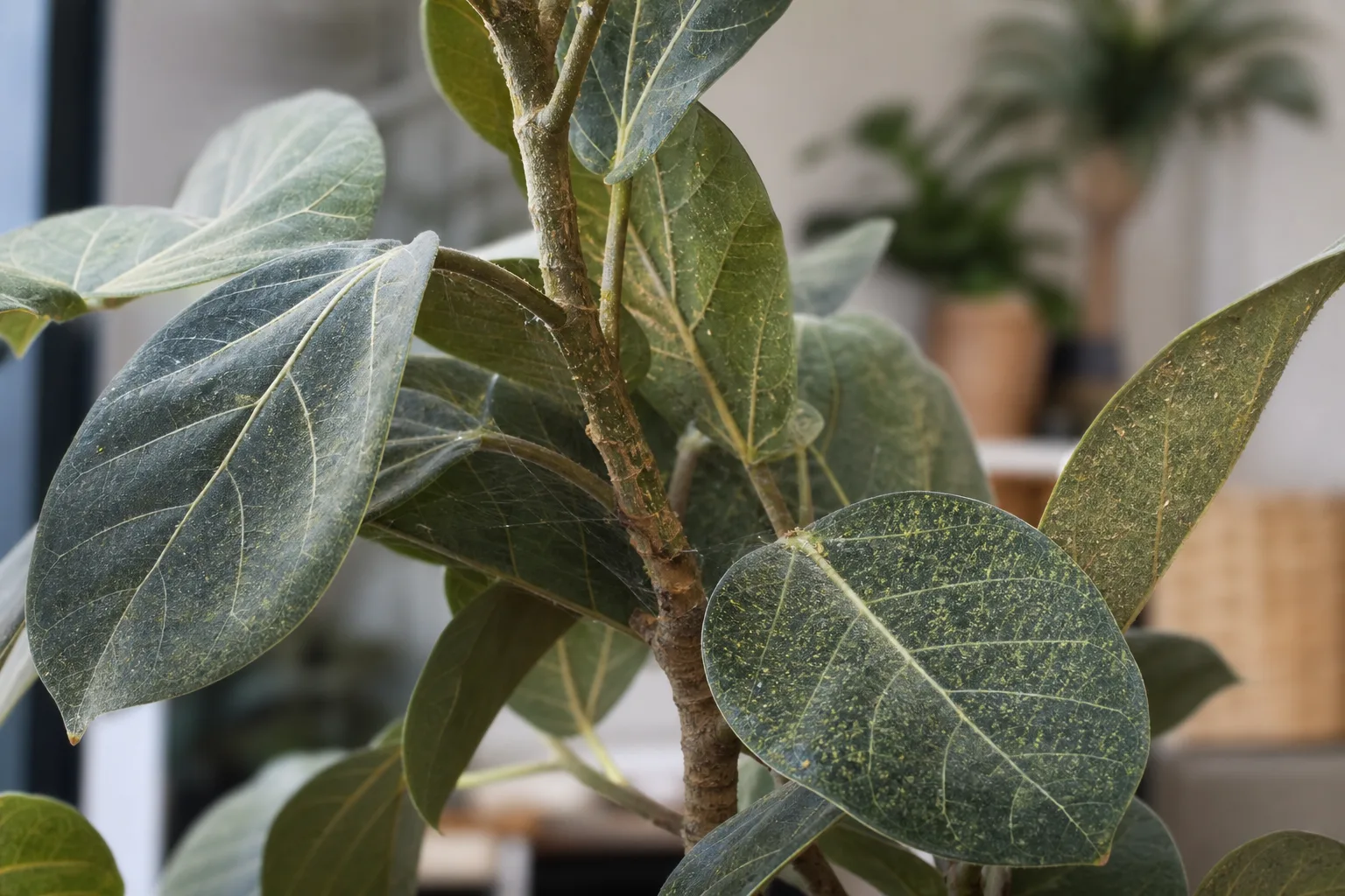 Spider Mites on Ficus Audrey - visible symptom on the plant