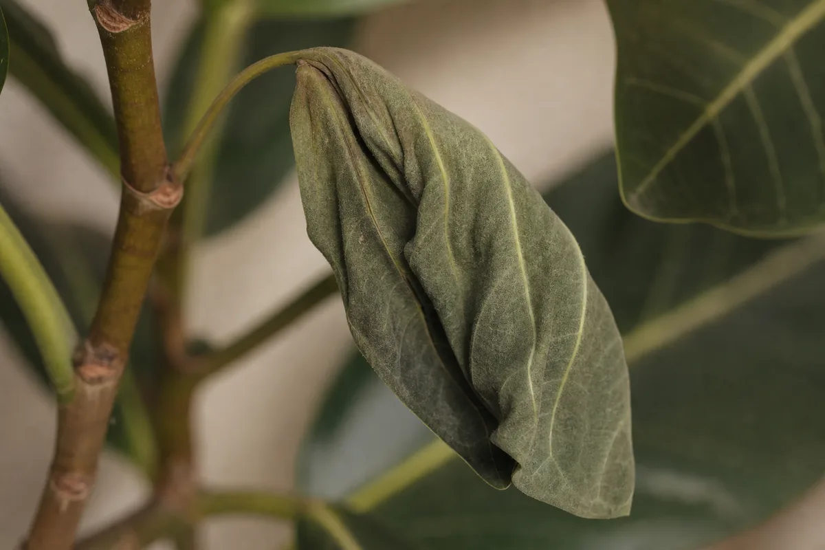 Close-up of Wilting on Ficus Audrey - diagnostic detail