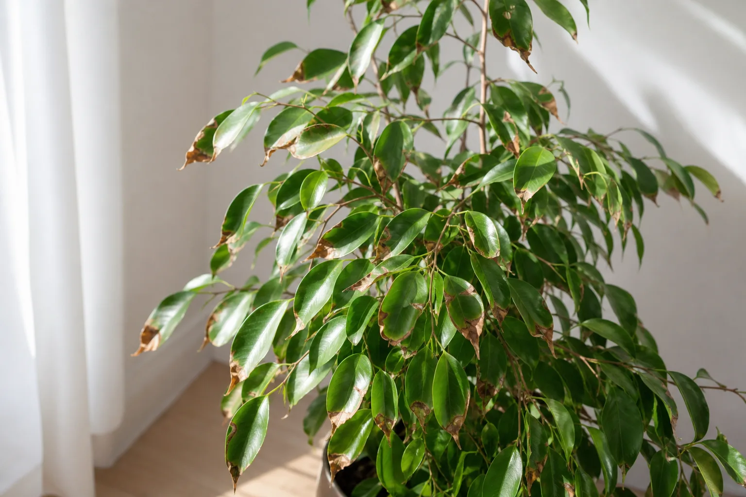 Brown Tips on Ficus Benjamina - visible symptom on the plant