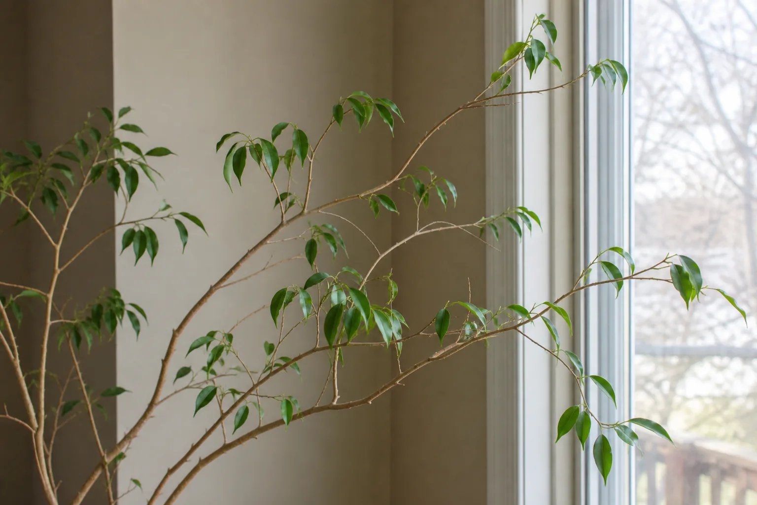 Leggy Growth on Ficus Benjamina - visible symptom on the plant