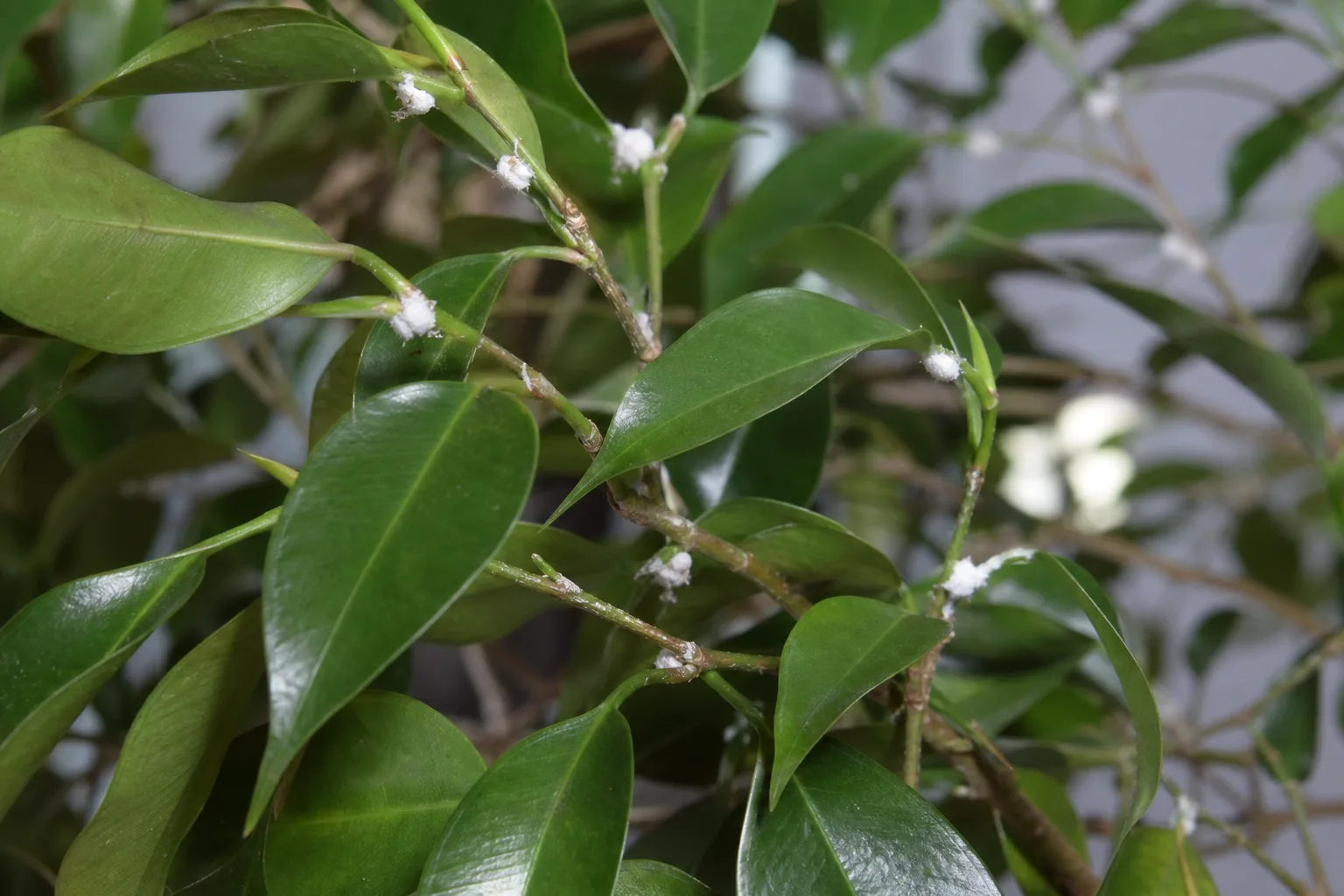 Mealybugs on Ficus Benjamina - visible symptom on the plant
