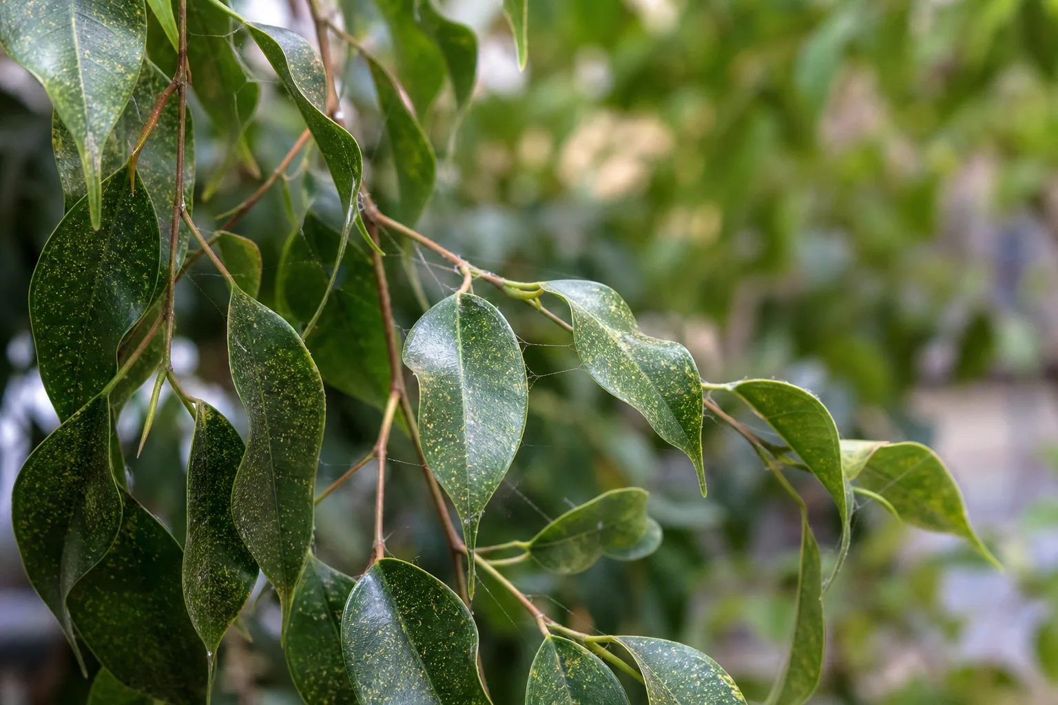 Spider Mites on Ficus Benjamina - visible symptom on the plant