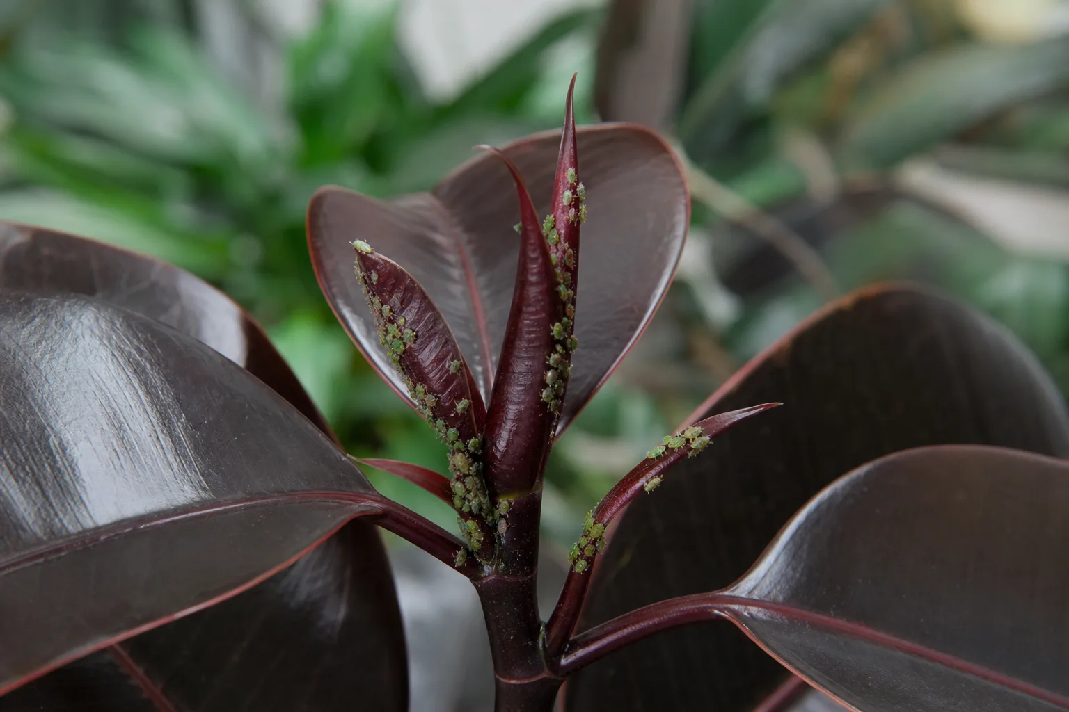 Aphids on Ficus Burgundy - visible symptom on the plant