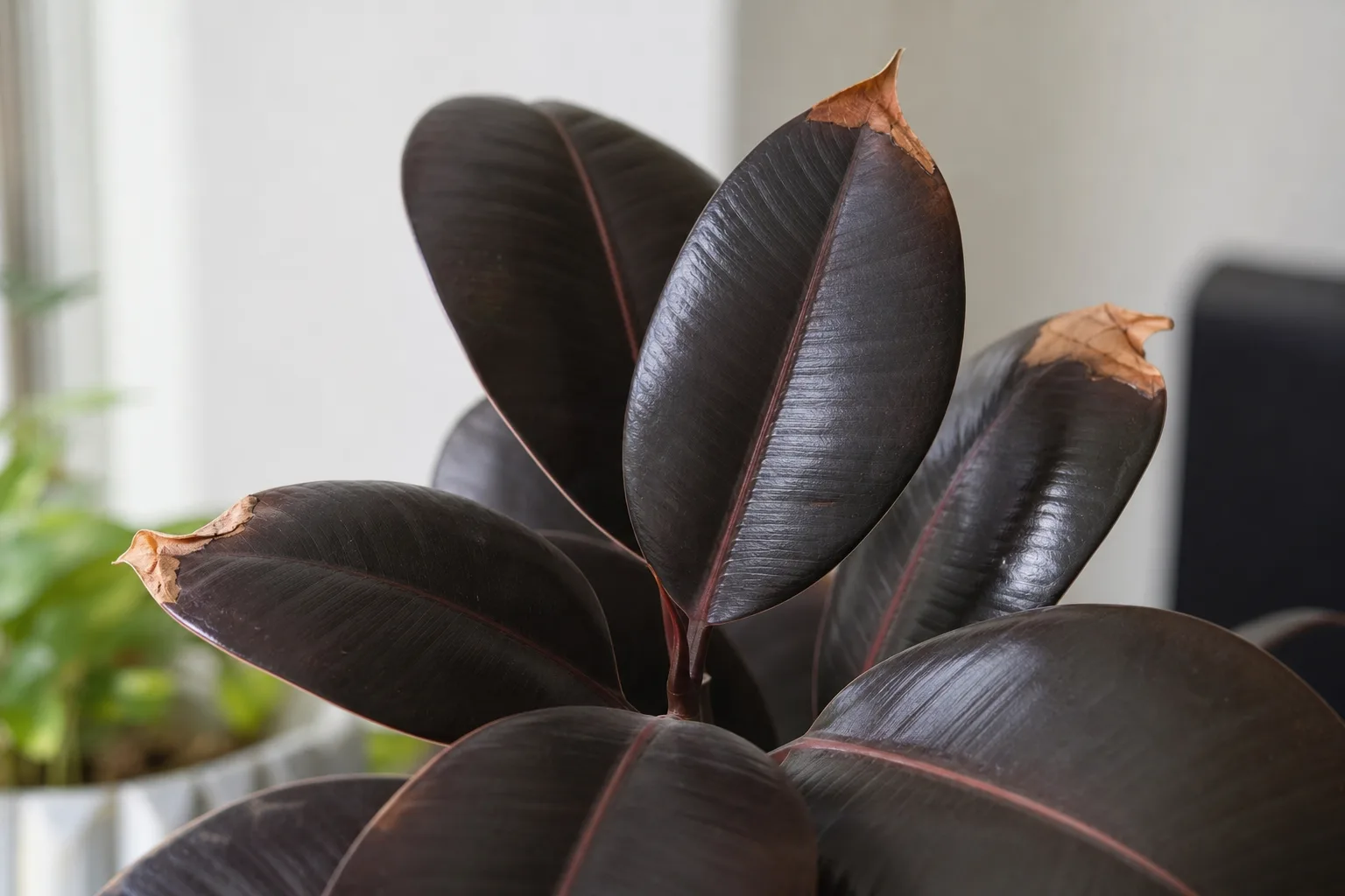 Brown Tips on Ficus Burgundy - visible symptom on the plant
