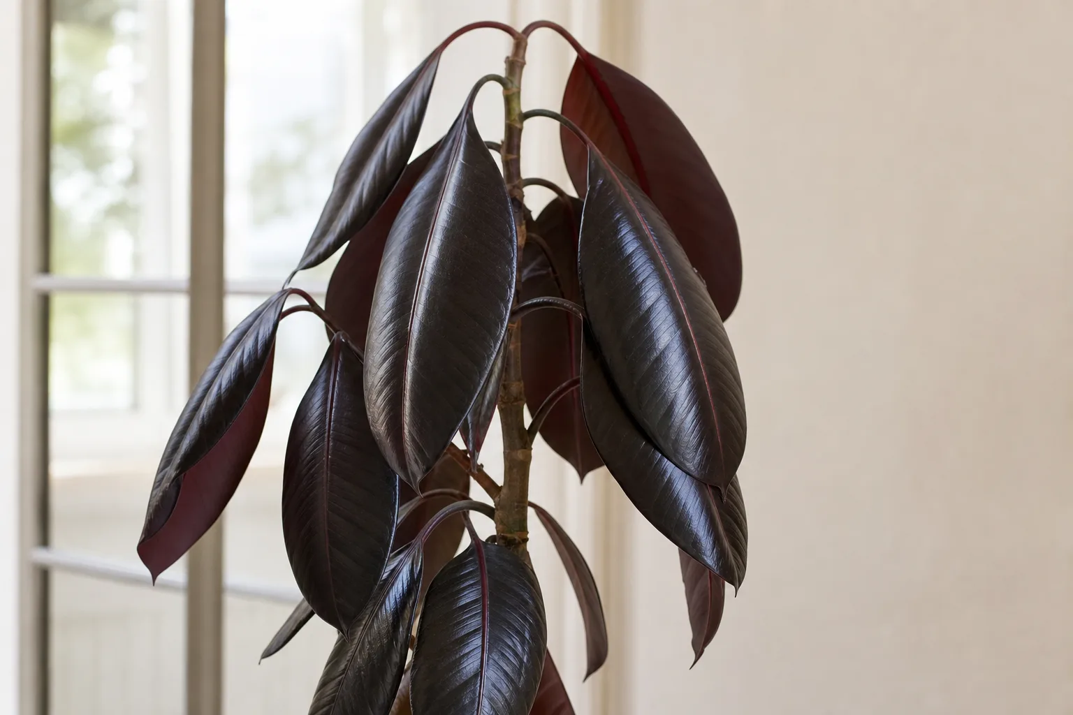 Drooping Leaves on Ficus Burgundy - visible symptom on the plant