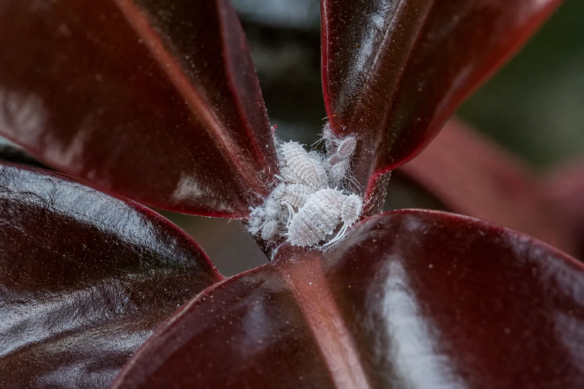 Close-up of Mealybugs on Ficus Burgundy - diagnostic detail