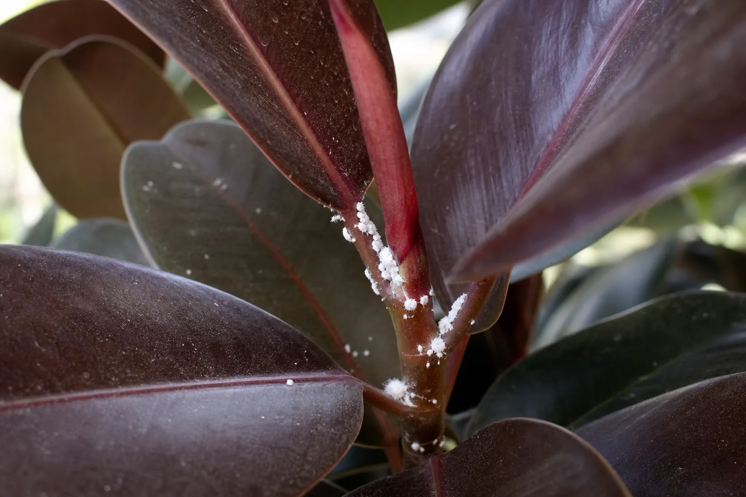 Mealybugs on Ficus Burgundy - visible symptom on the plant