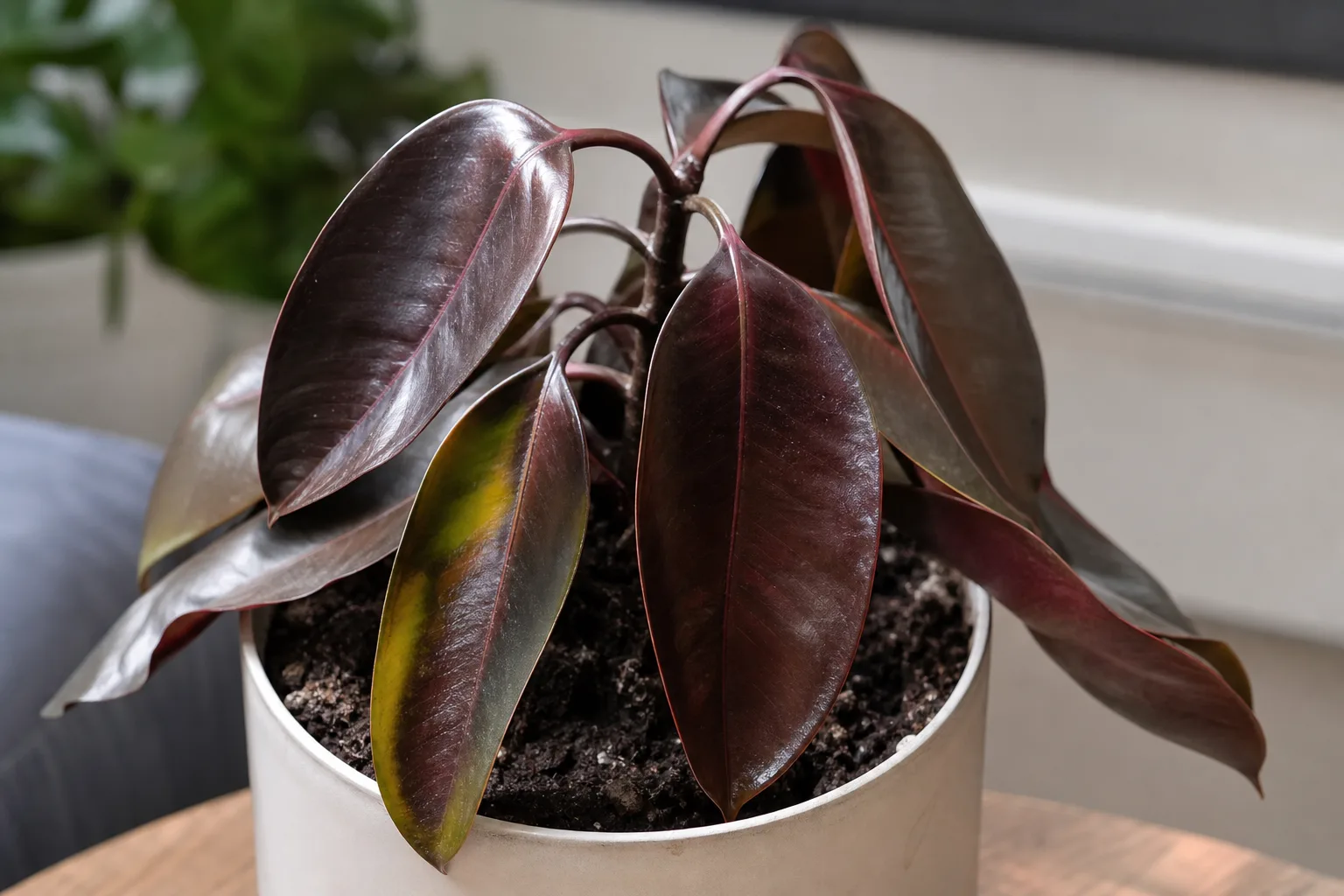 Overwatering on Ficus Burgundy - visible symptom on the plant
