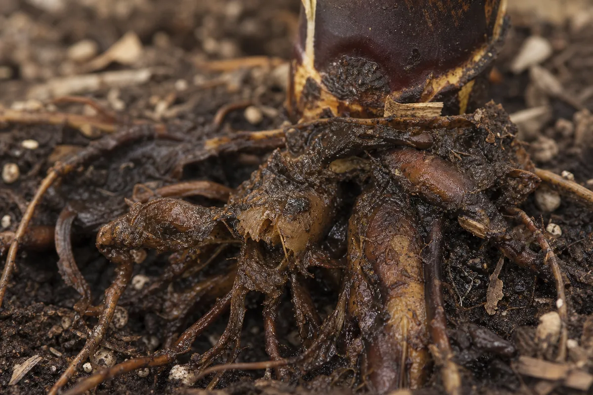 Close-up of Root Rot on Ficus Burgundy - diagnostic detail
