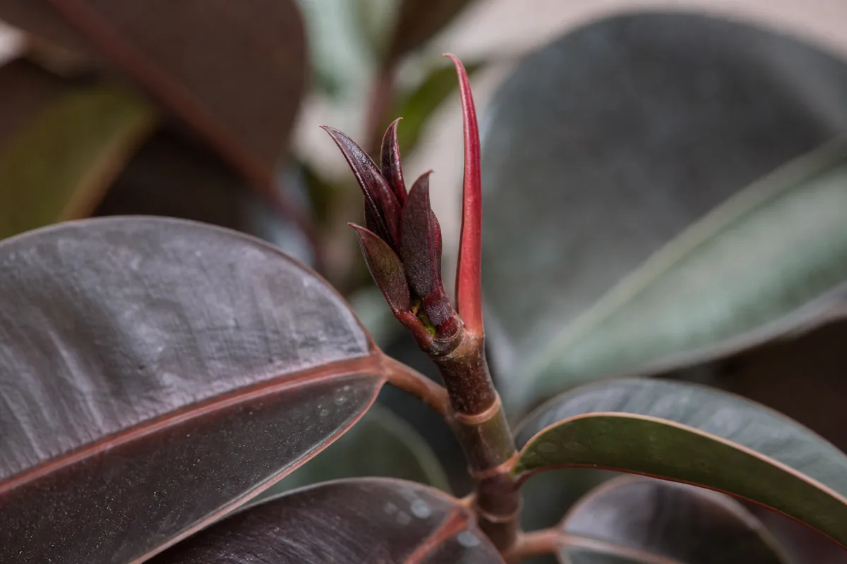 Close-up of Slow Growth on Ficus Burgundy - diagnostic detail