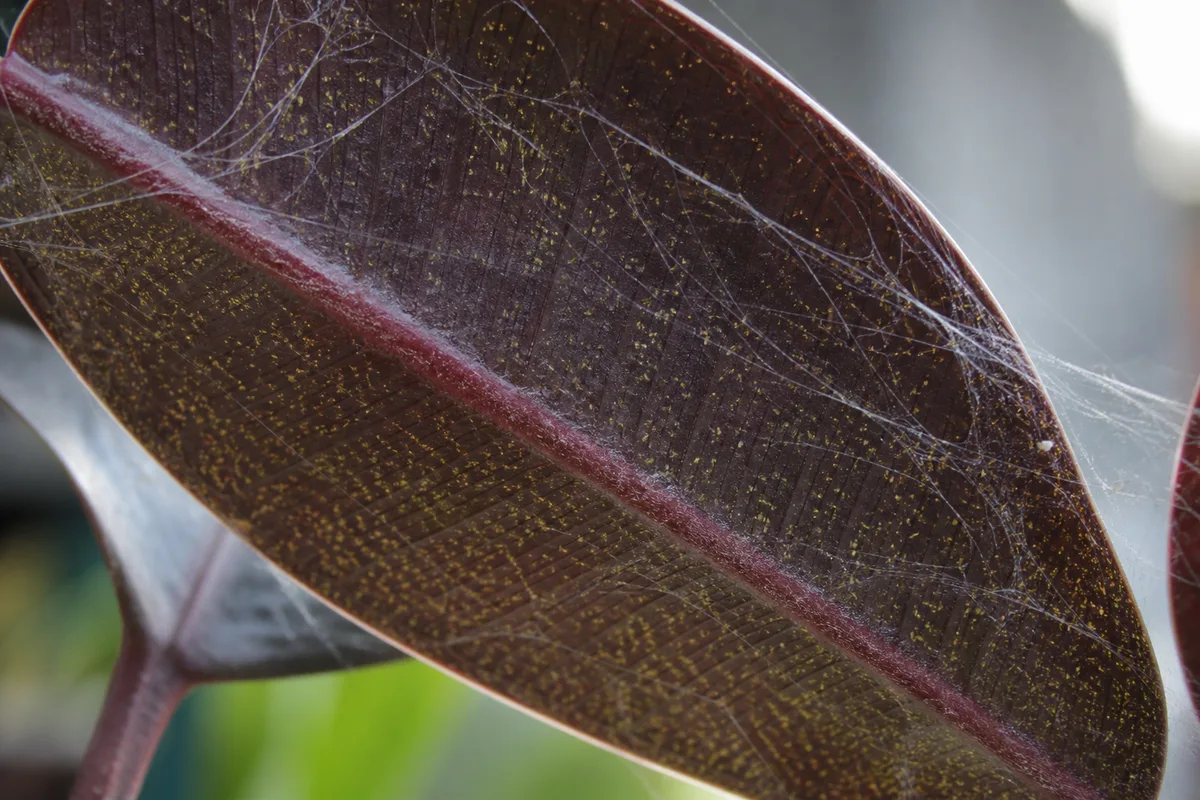 Close-up of Spider Mites on Ficus Burgundy - diagnostic detail