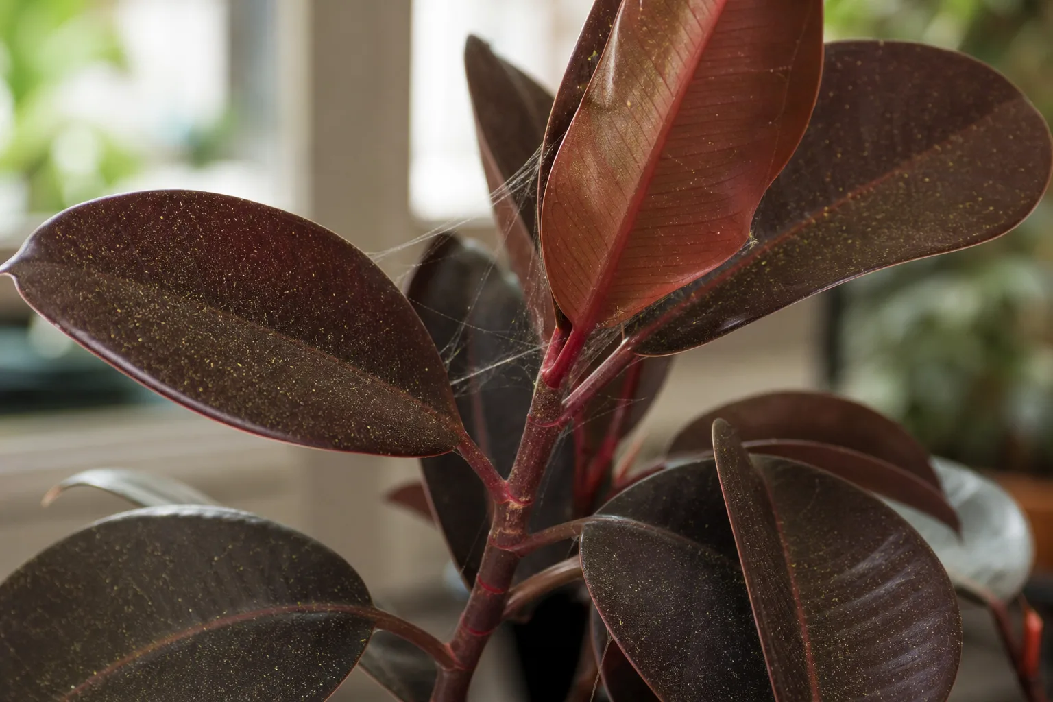 Spider Mites on Ficus Burgundy - visible symptom on the plant