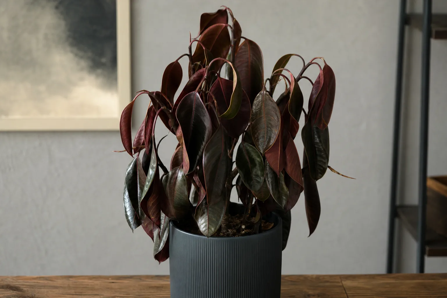 Wilting on Ficus Burgundy - visible symptom on the plant