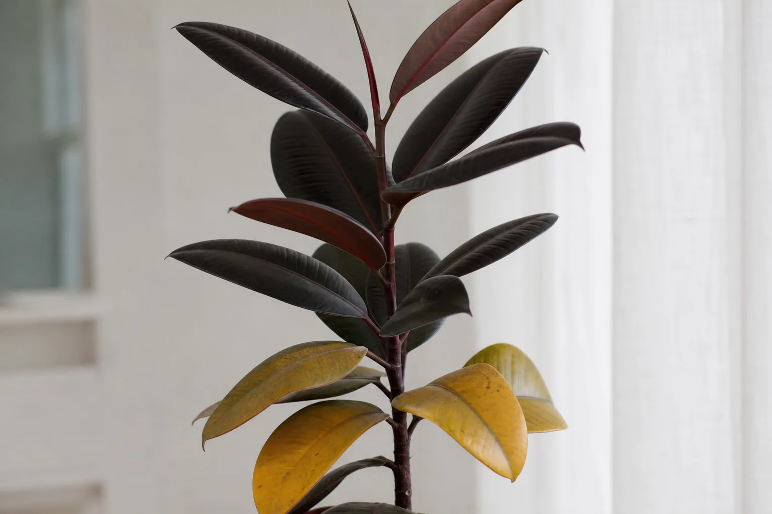 Yellow Leaves on Ficus Burgundy - visible symptom on the plant