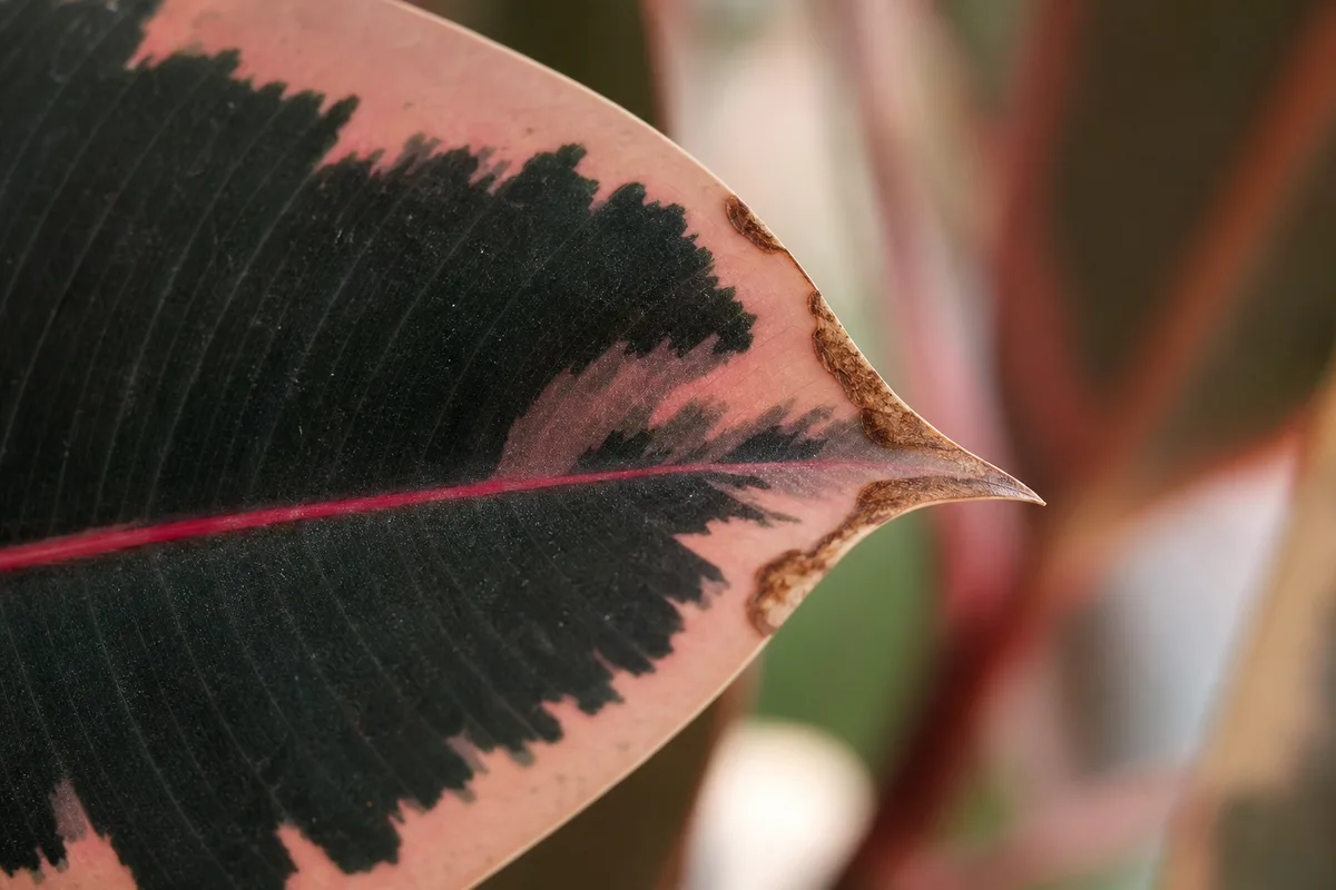 Close-up of Brown Tips on Ficus Elastica Ruby - diagnostic detail