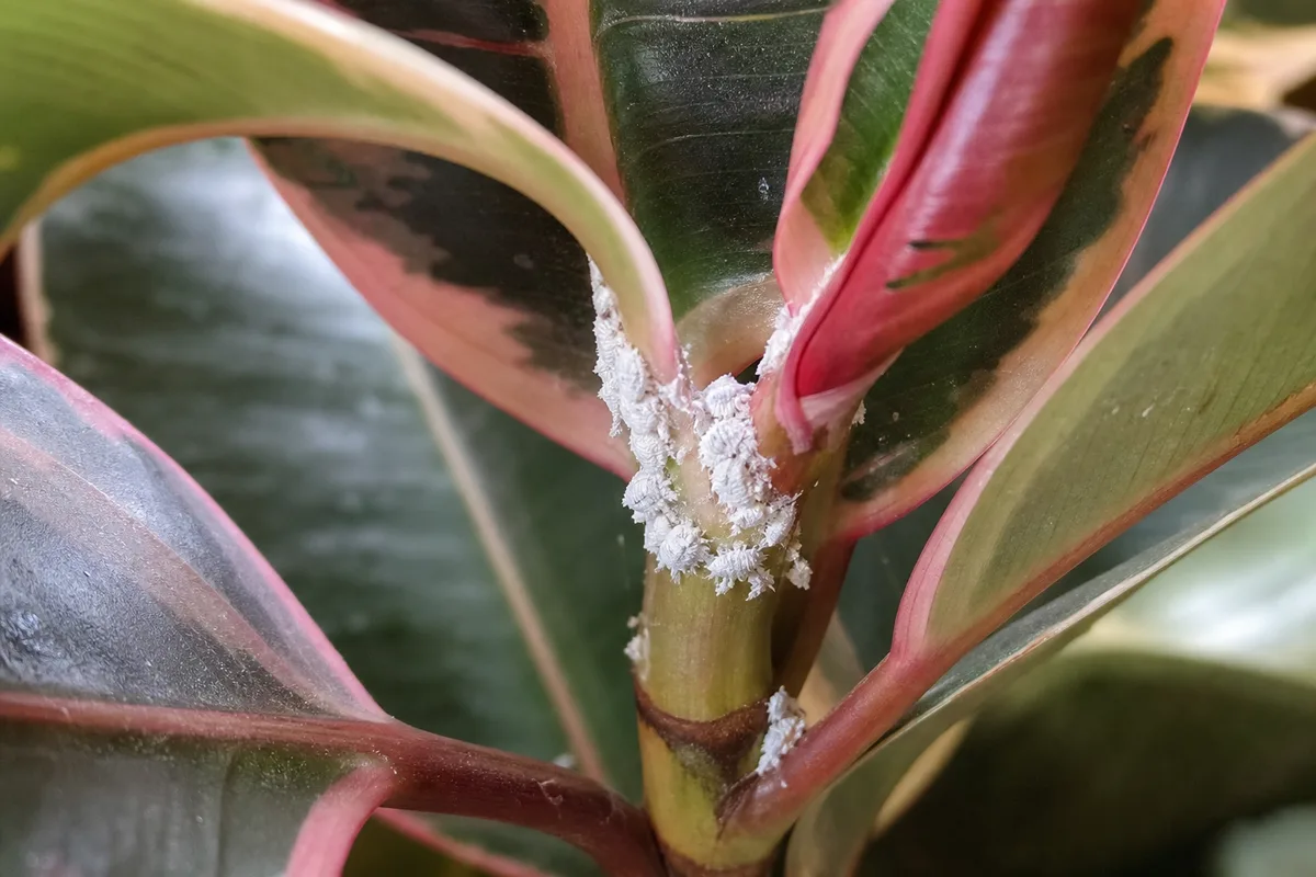 Close-up of mealybugs on Ficus Elastica Ruby - white cottony clusters tucked in a pink-cream leaf axil