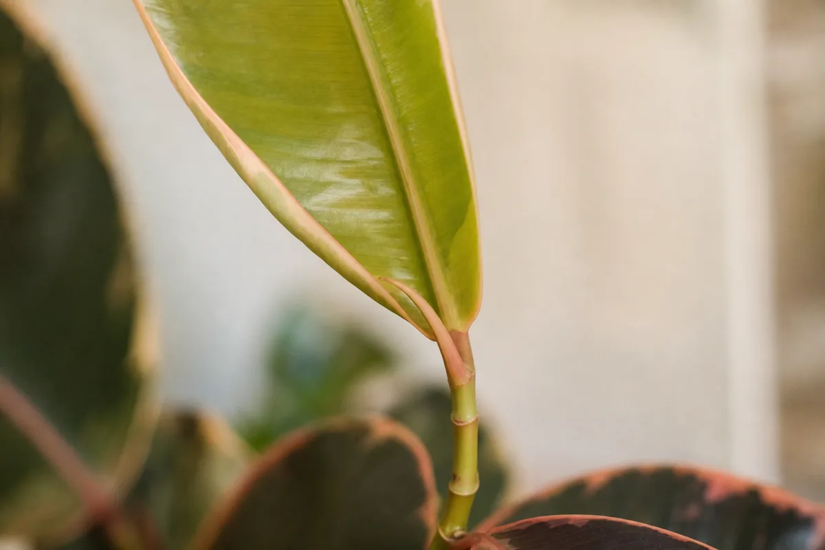 Close-up of not enough light on Ficus Elastica Ruby - green-dominant new leaf with faded pink margins on a leggy stretched stem