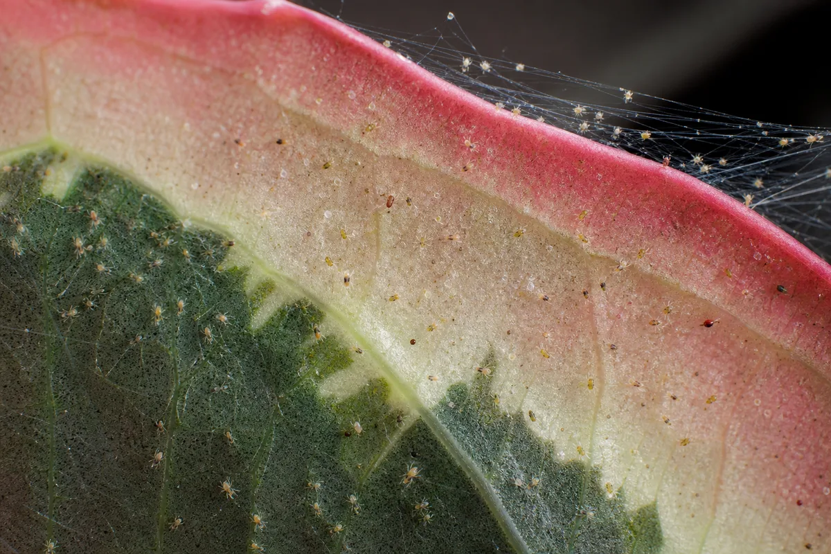 Close-up of Spider Mites on Ficus Elastica Ruby - diagnostic detail