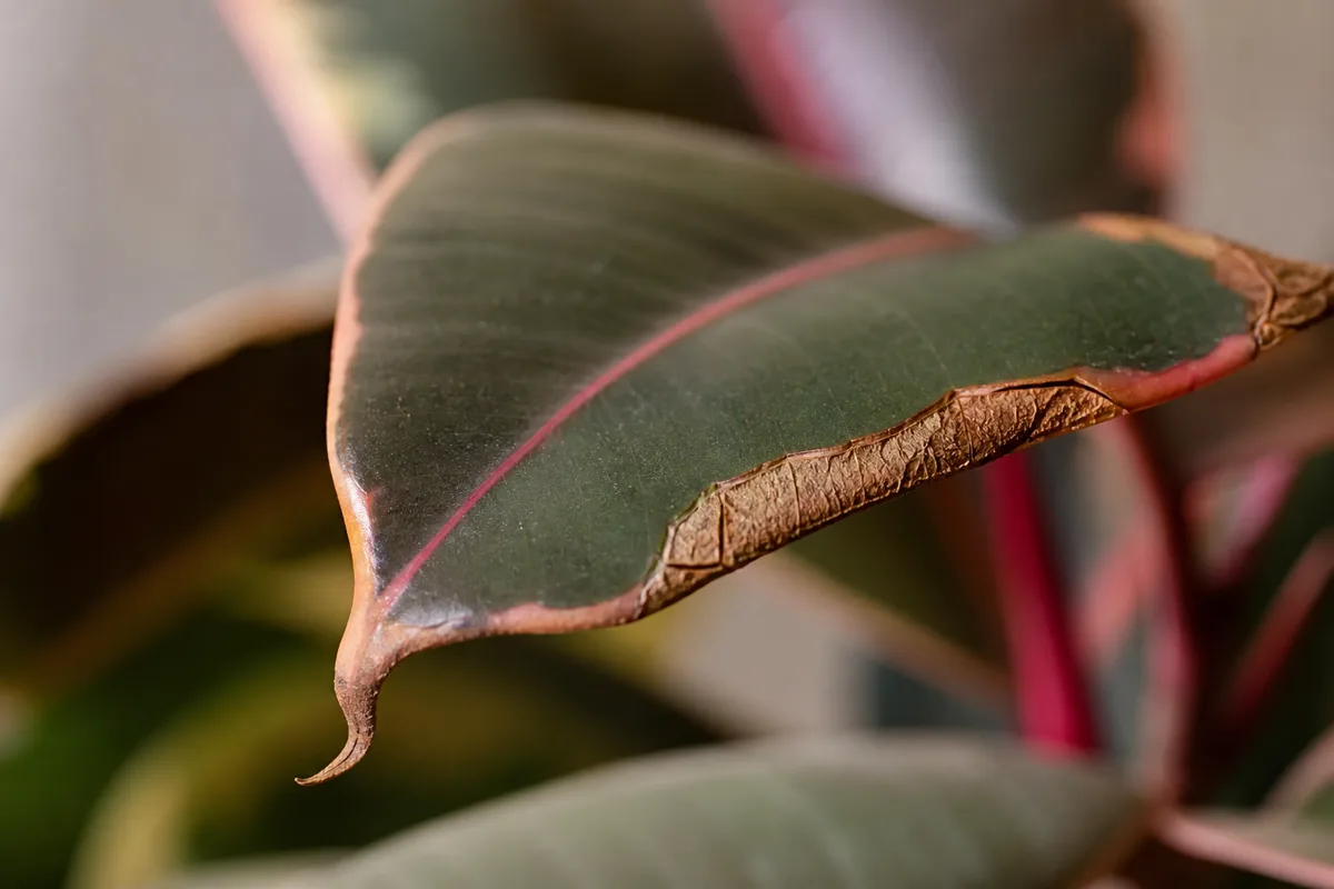 Close-up of Underwatering on Ficus Elastica Ruby - diagnostic detail