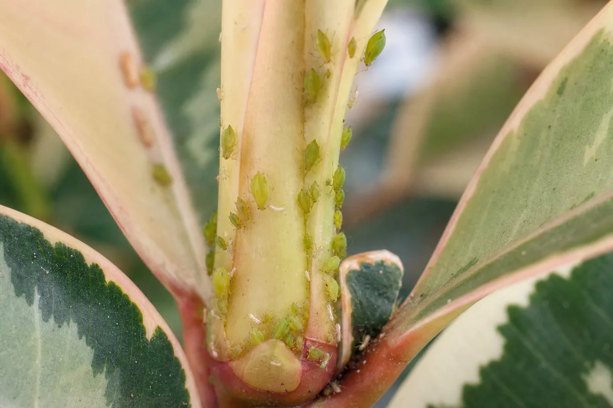 Close-up of aphids on Ficus Tineke - pear-shaped insects clustered on the pink-cream terminal bud sheath and unfurling leaf