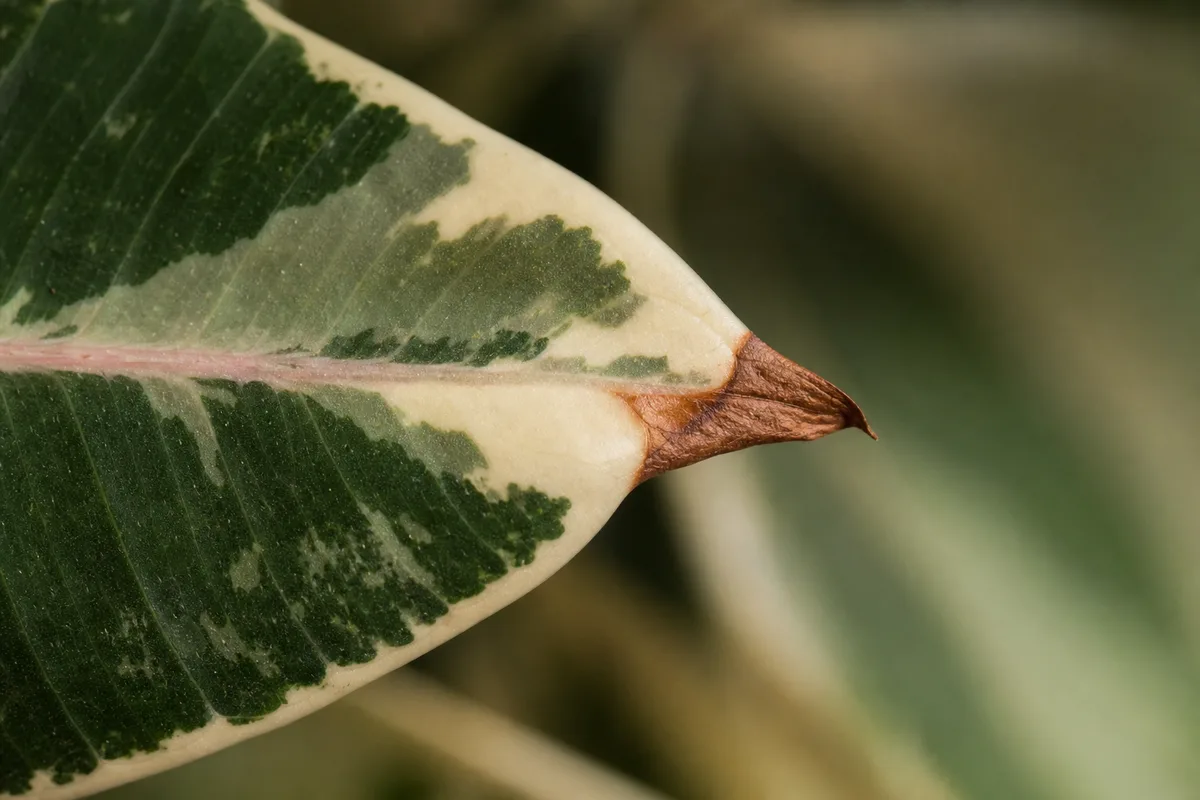 Close-up of Brown Tips on Ficus Tineke - diagnostic detail