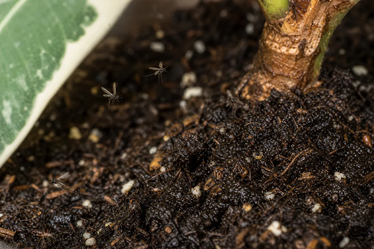 Close-up of fungus gnats on Ficus Tineke - tiny dark flies hovering above damp potting soil at the pot base