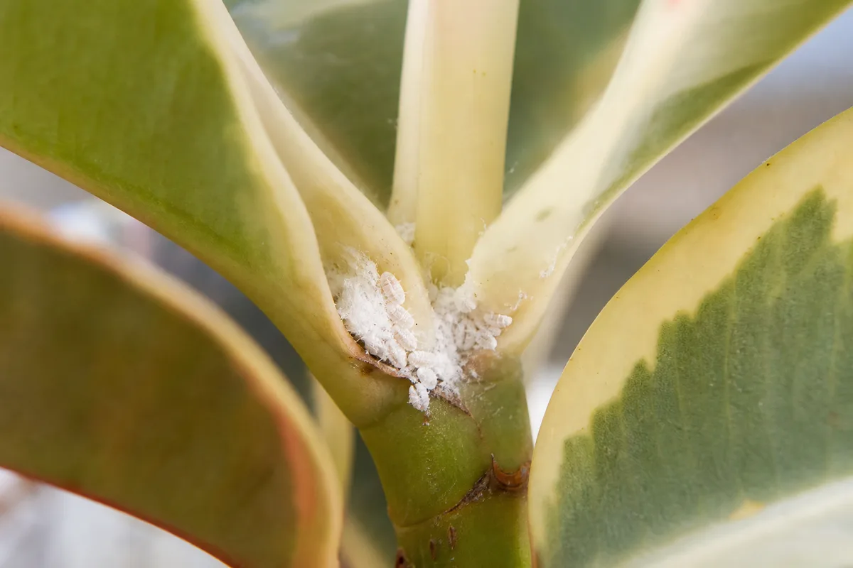 Close-up of mealybugs on Ficus Tineke - white cottony clusters nestled in a leaf axil on cream-variegated tissue
