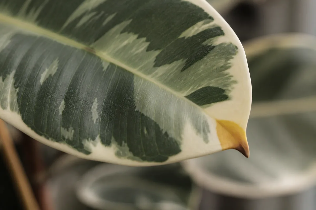 Close-up of Overwatering on Ficus Tineke - diagnostic detail