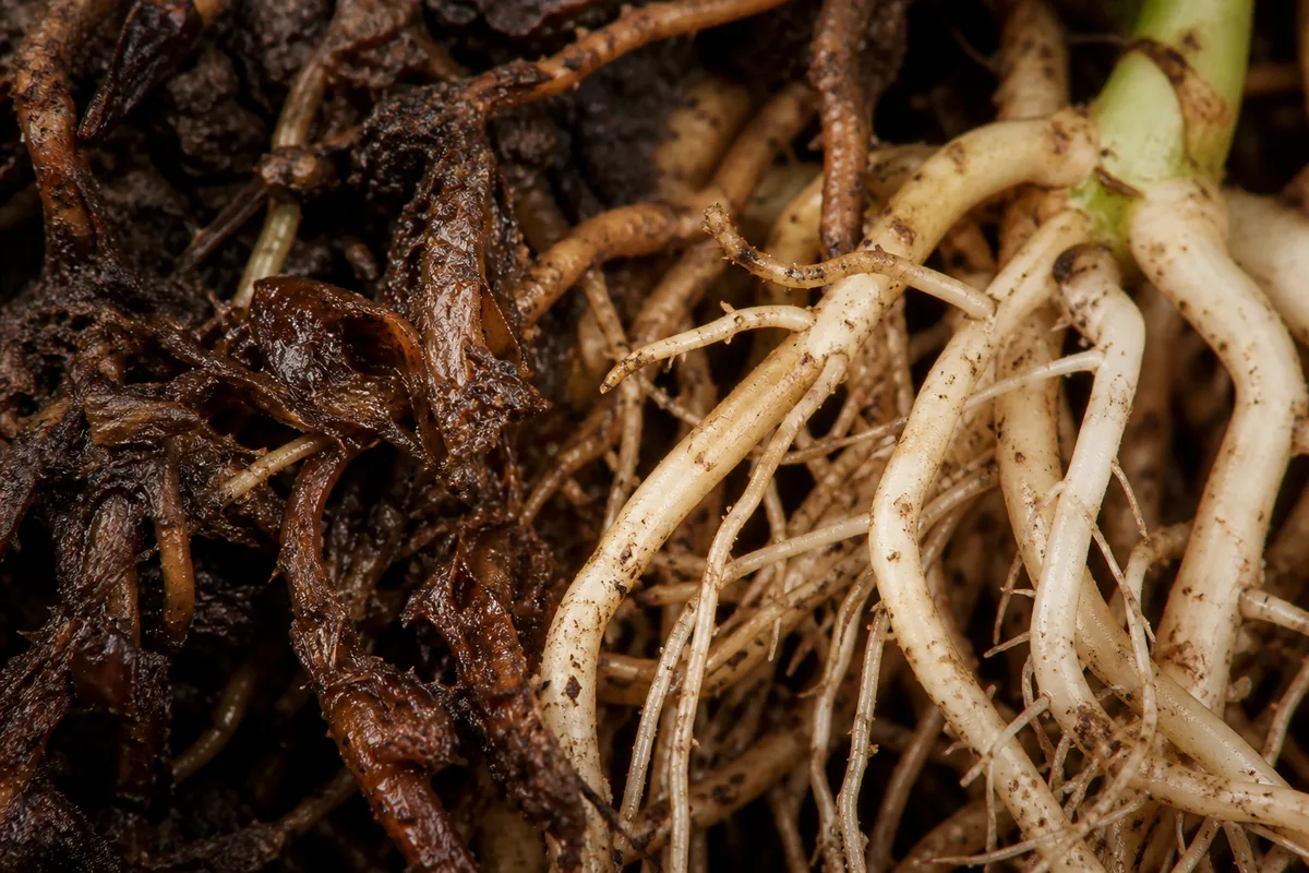 Close-up of Root Rot on Ficus Tineke - diagnostic detail