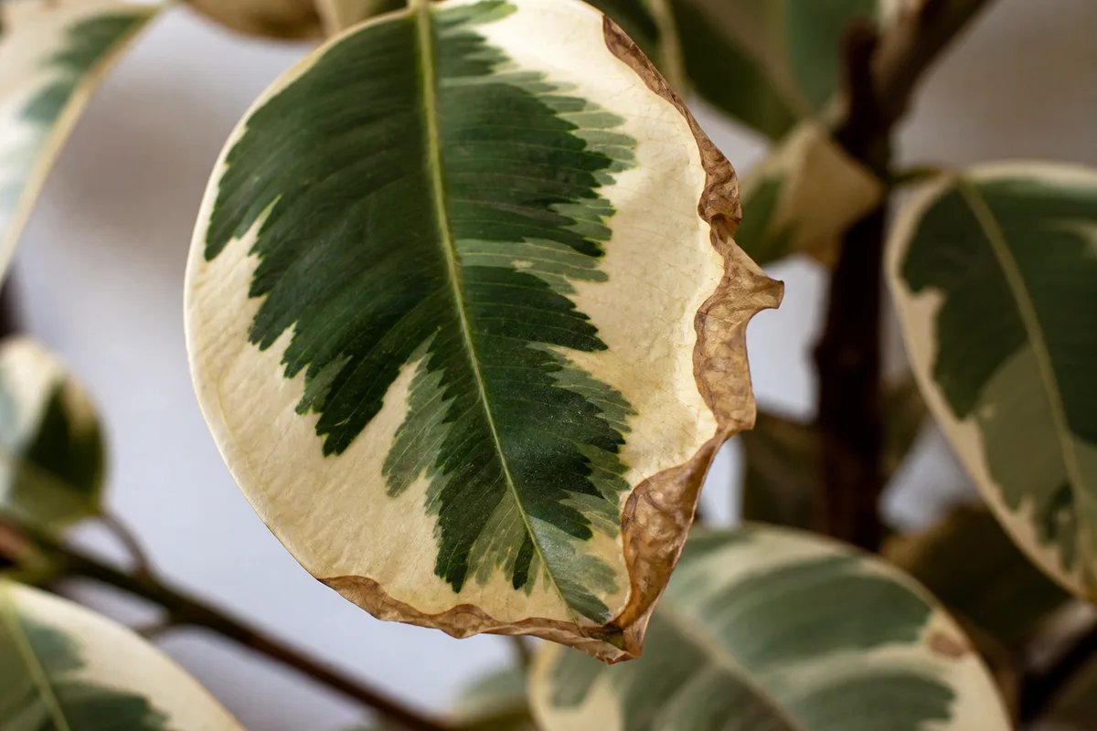 Close-up of underwatering on Ficus Tineke - drooping leaf with brown crispy margins on pale cream variegation
