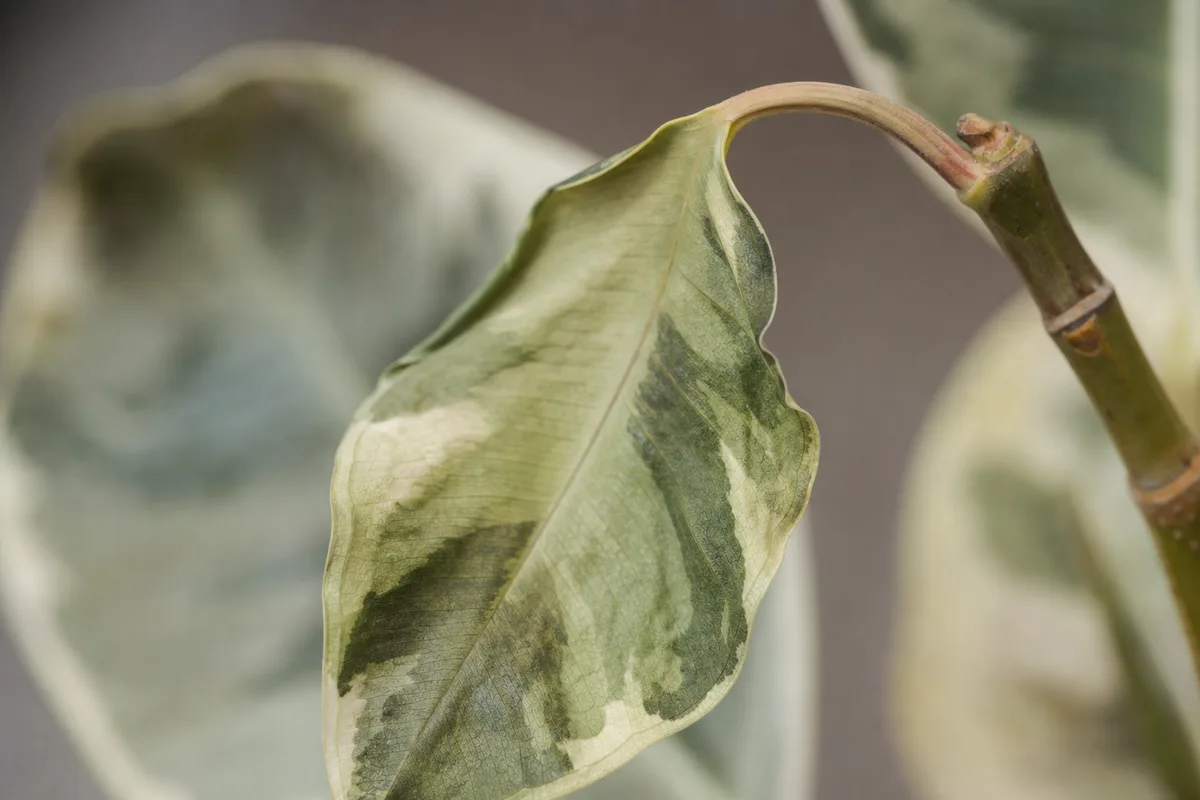 Close-up of Wilting on Ficus Tineke - diagnostic detail