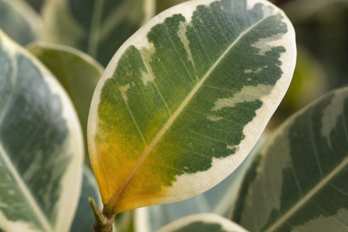 Close-up of Yellow Leaves on Ficus Tineke - diagnostic detail