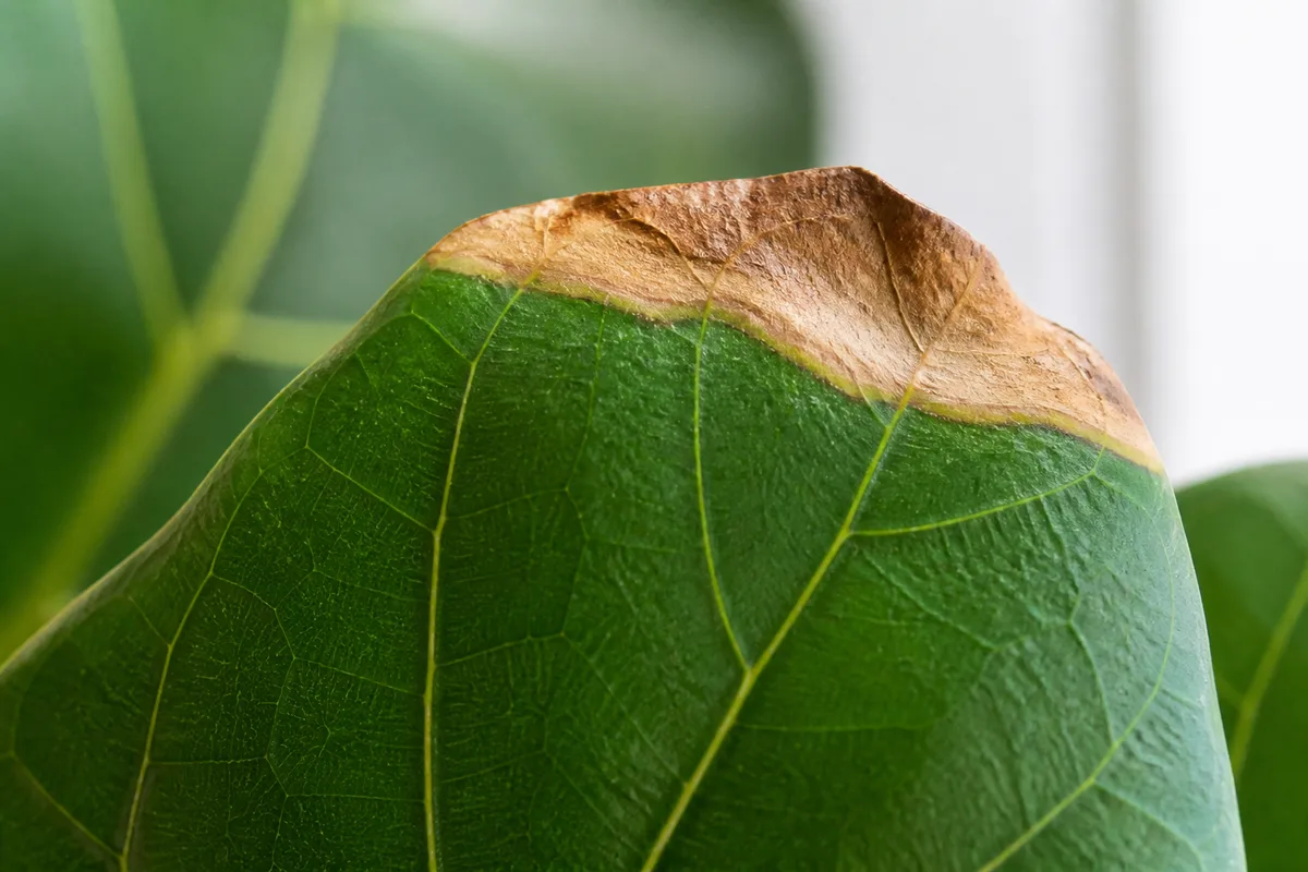Close-up of Brown Tips on Fiddle Leaf Fig - diagnostic detail