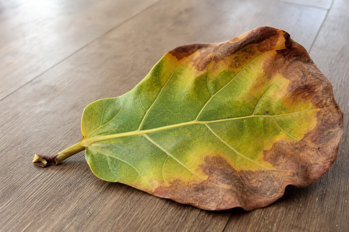Close-up of Leaf Drop on Fiddle Leaf Fig - diagnostic detail