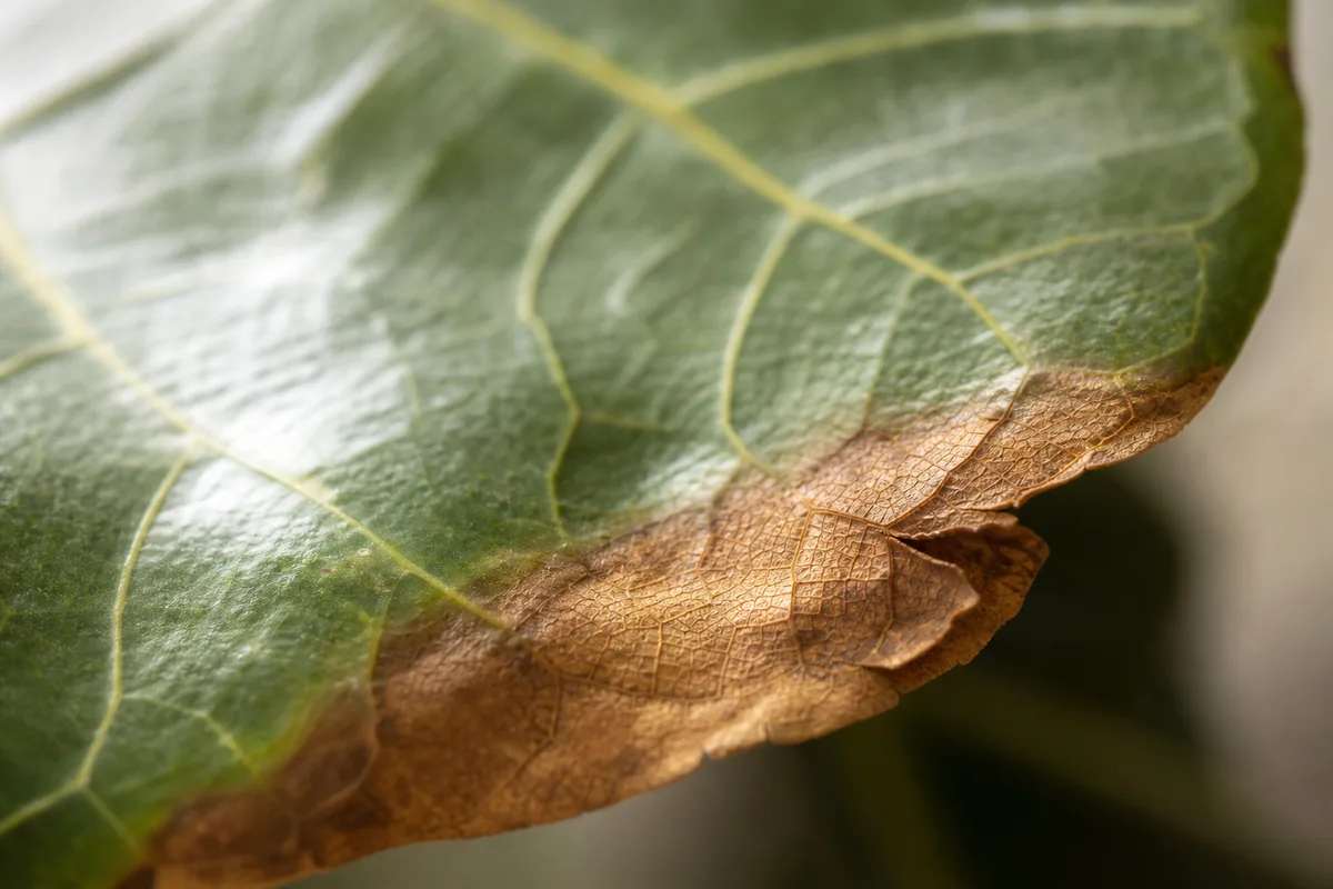 Close-up of Low Humidity on Fiddle Leaf Fig - diagnostic detail