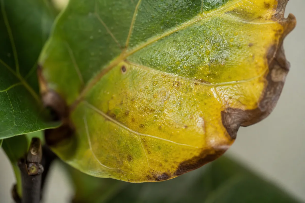 Close-up of Overwatering on Fiddle Leaf Fig - diagnostic detail