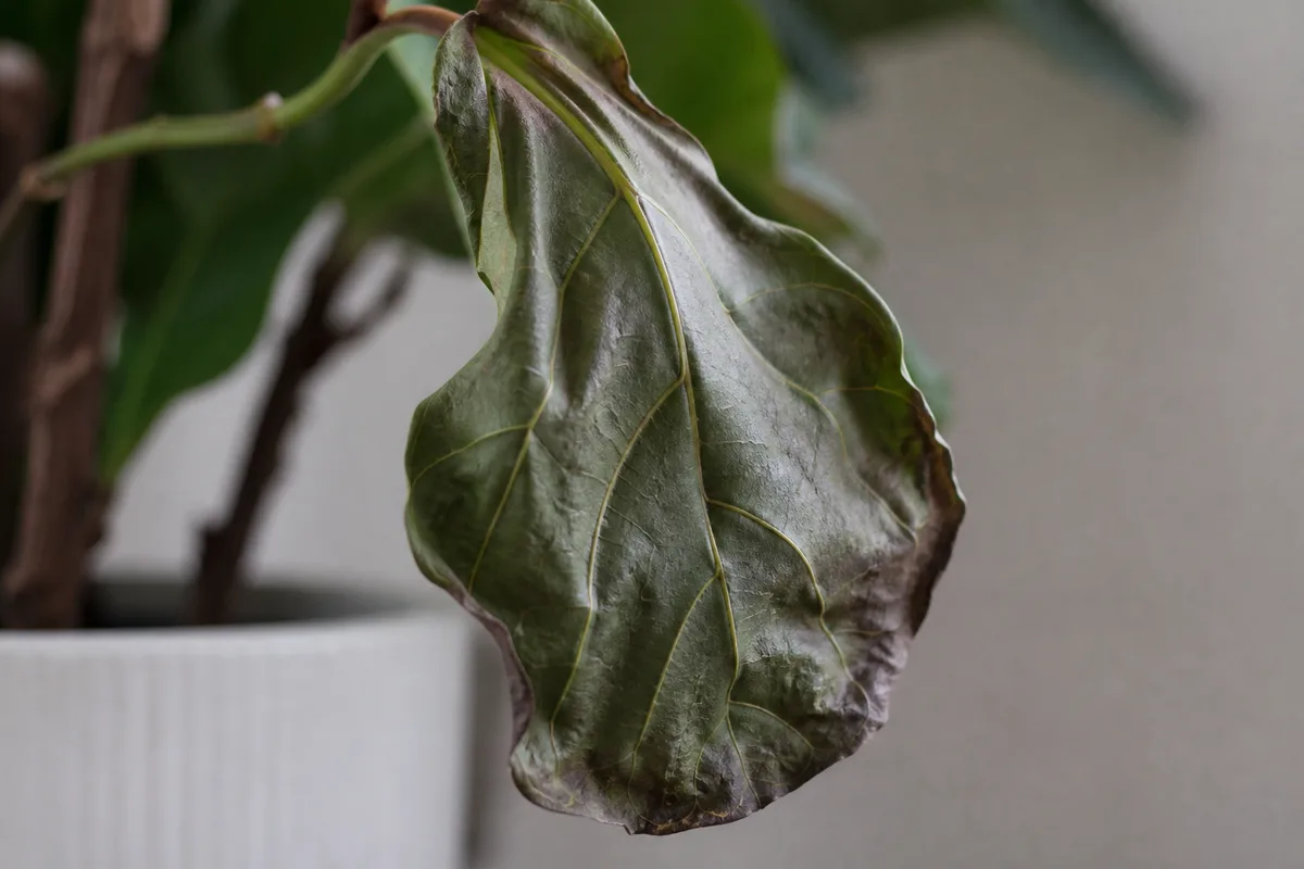 Close-up of Wilting on Fiddle Leaf Fig - diagnostic detail