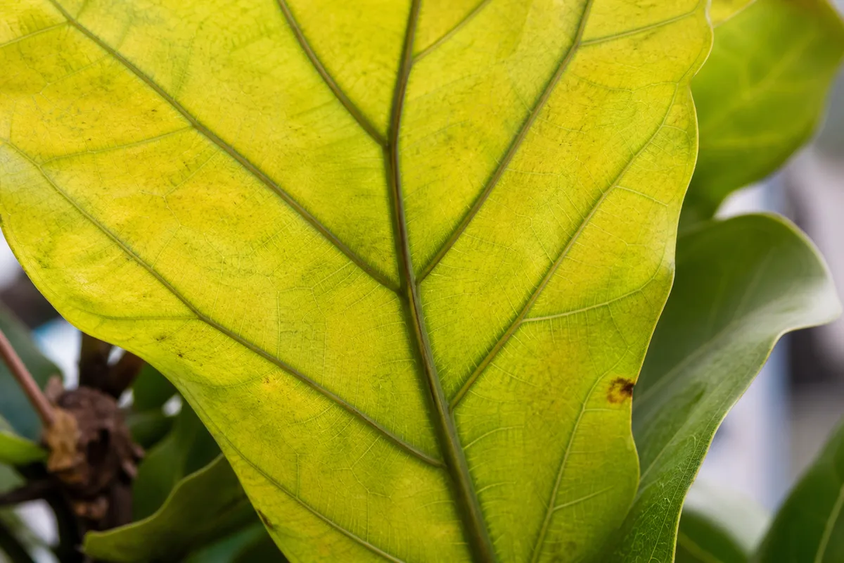 Close-up of Yellow Leaves on Fiddle Leaf Fig - diagnostic detail