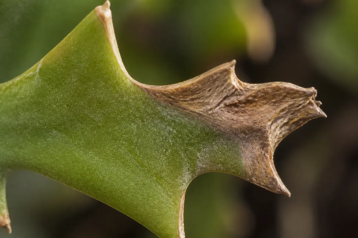 Close-up of Brown Tips on Fishbone Cactus - diagnostic detail