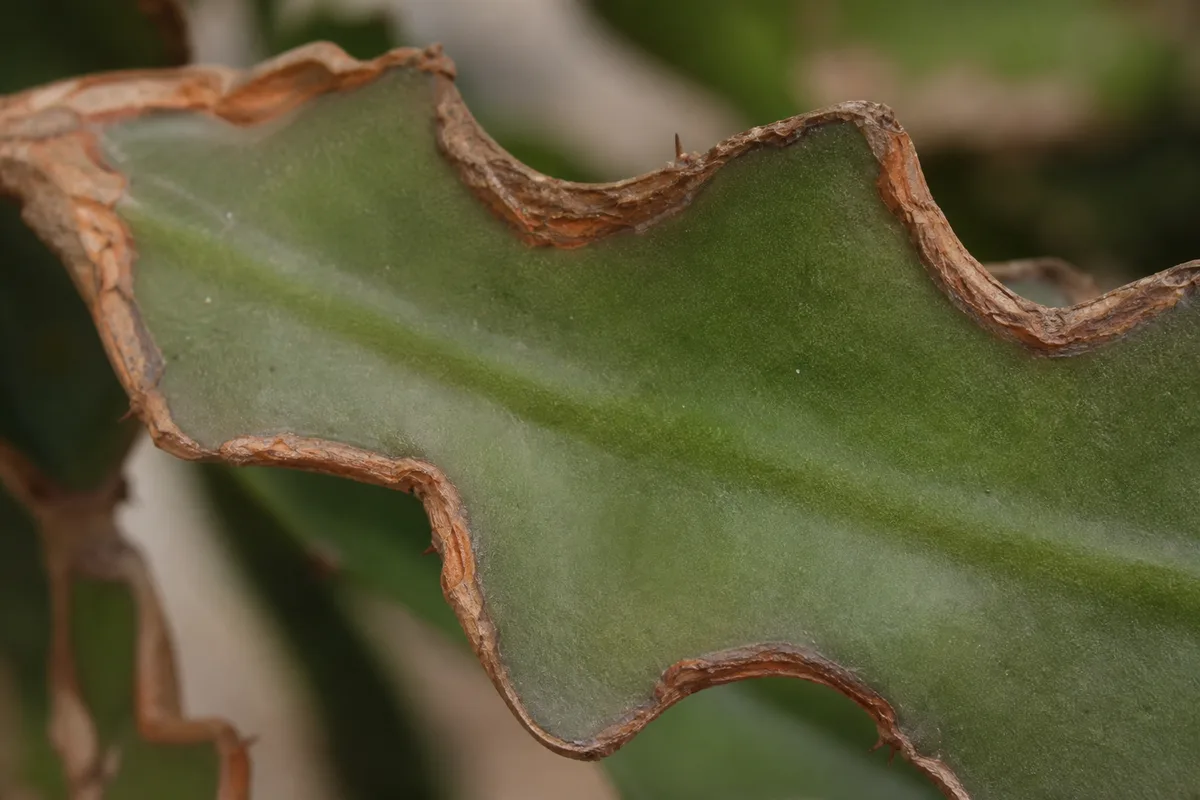Close-up of Low Humidity on Fishbone Cactus - diagnostic detail