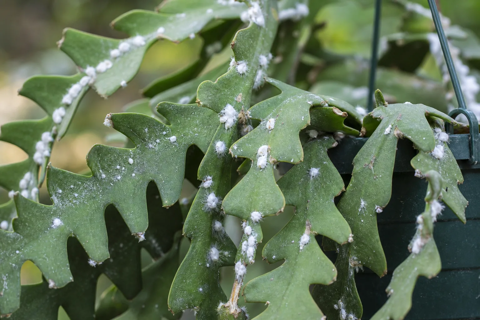 Mealybugs on Fishbone Cactus - visible symptom on the plant