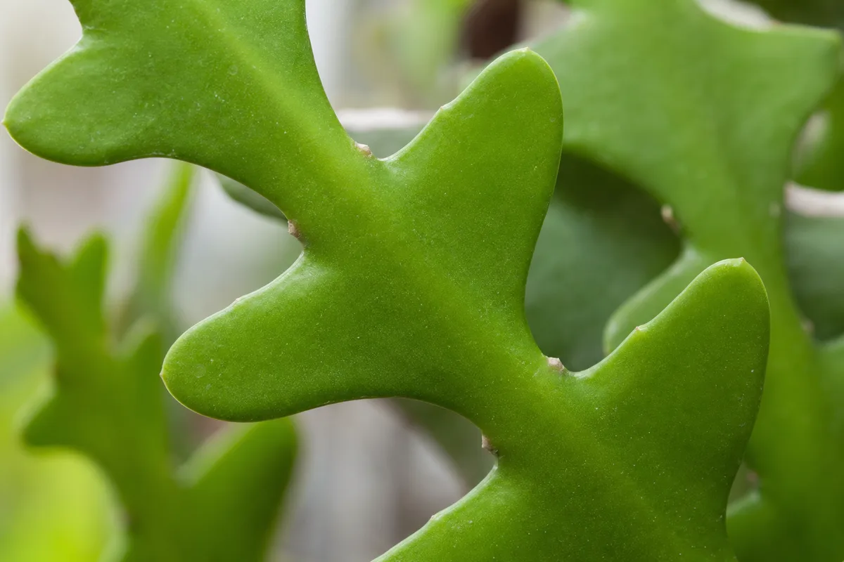 Close-up of No Flowers on Fishbone Cactus - diagnostic detail