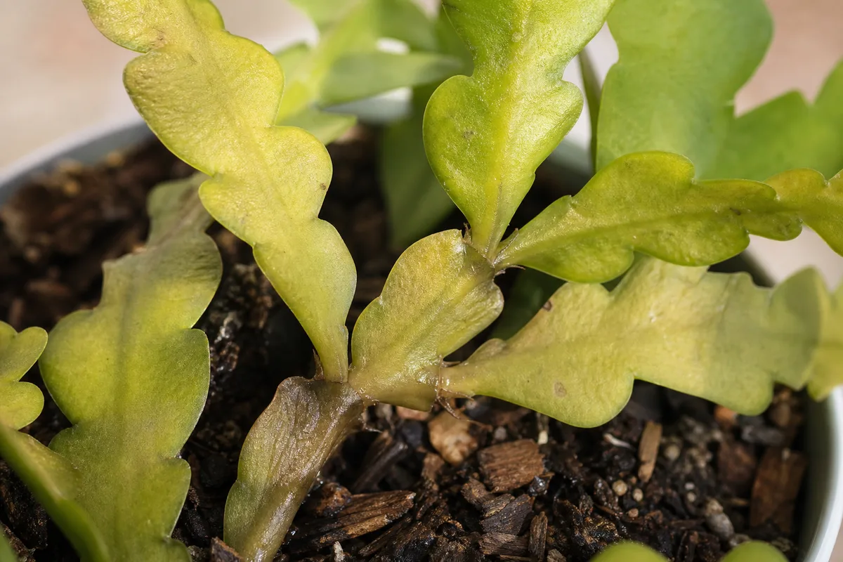 Close-up of Overwatering on Fishbone Cactus - diagnostic detail