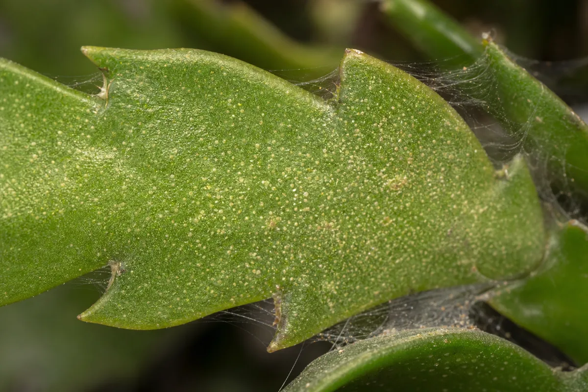 Close-up of Spider Mites on Fishbone Cactus - diagnostic detail
